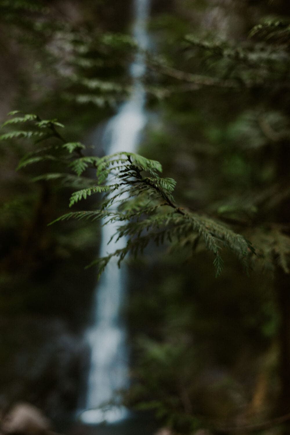 Olympic National Park Elopement
