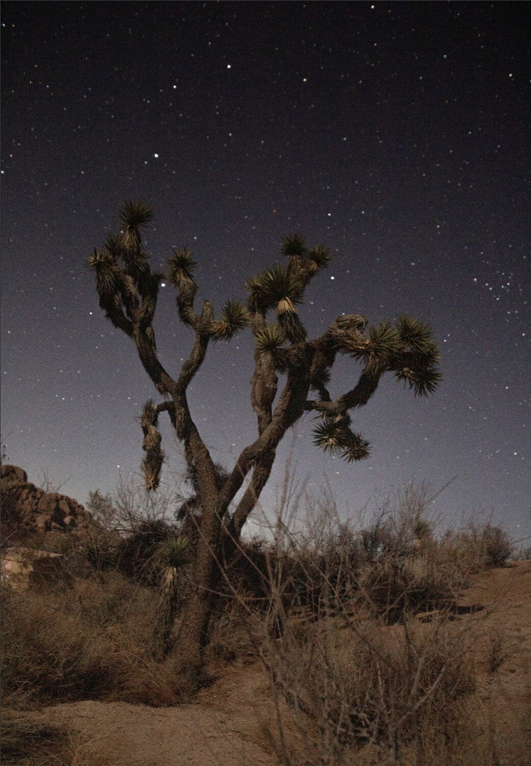 Joshua Tree National Park Elopement