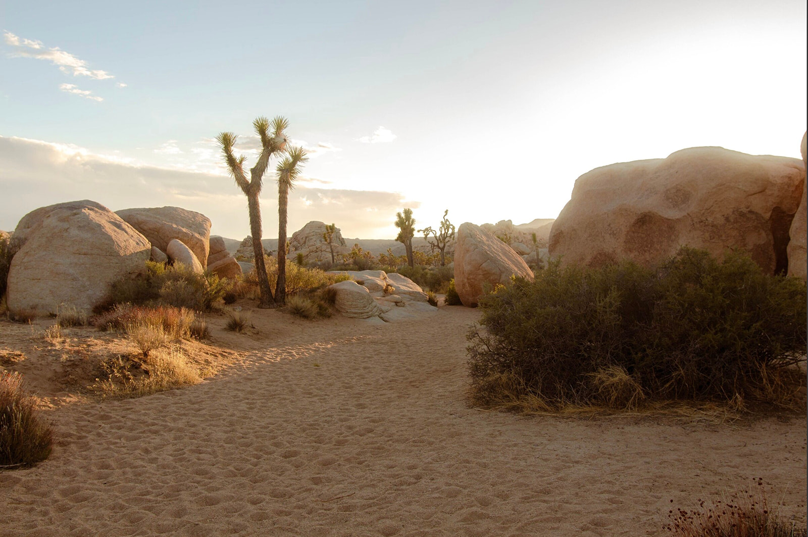 Joshua Tree National Park Elopement