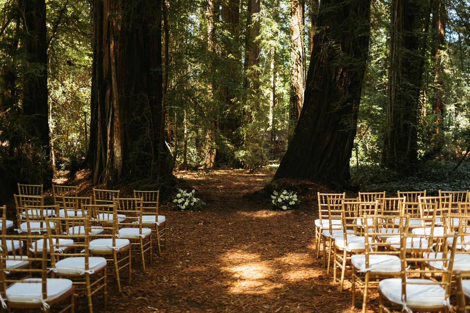 Redwoods National Park Elopement