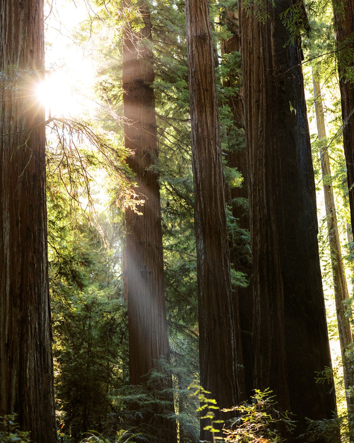 Redwoods National Park Elopement